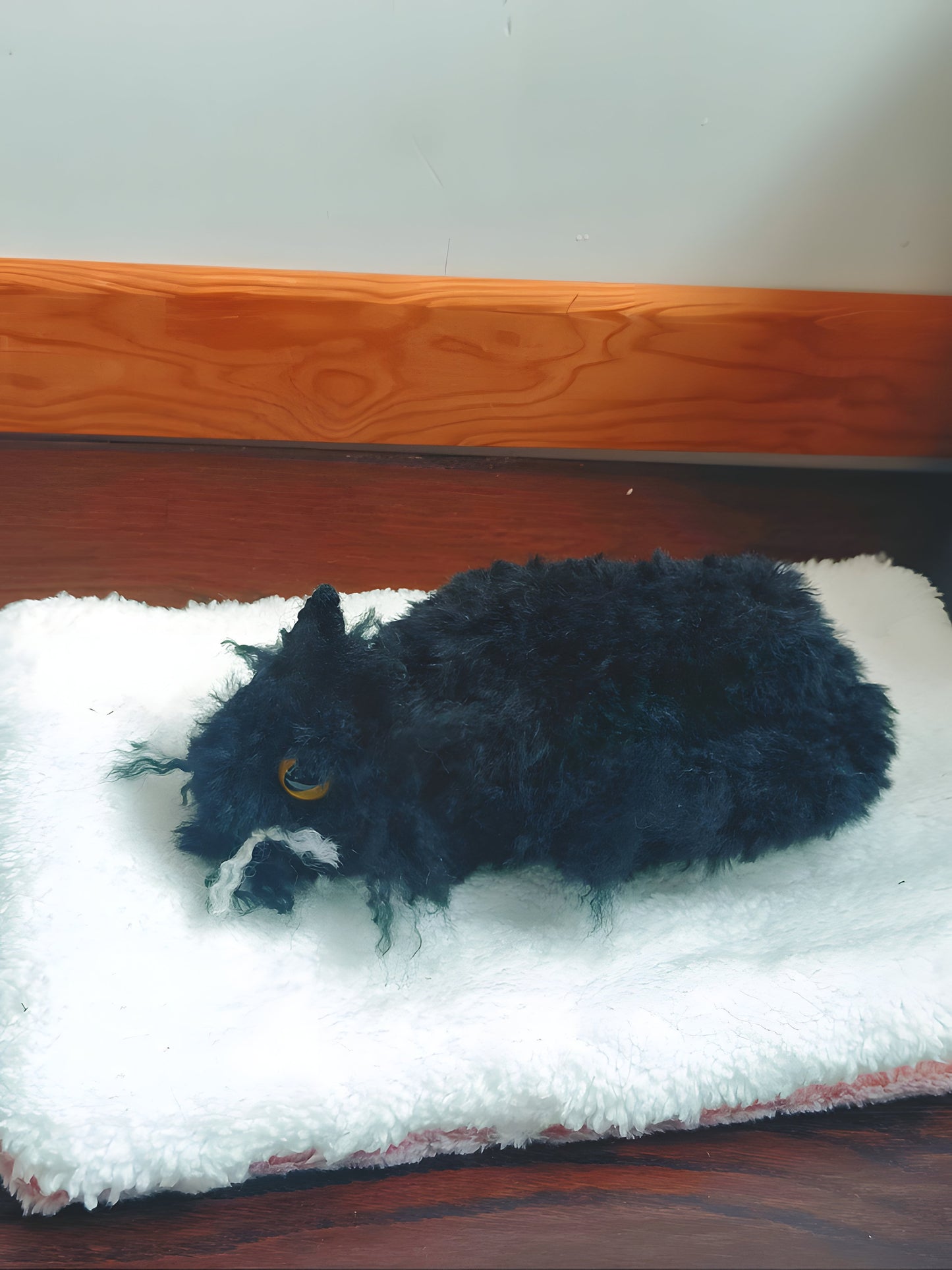 🐈 Chat allongé, black cat