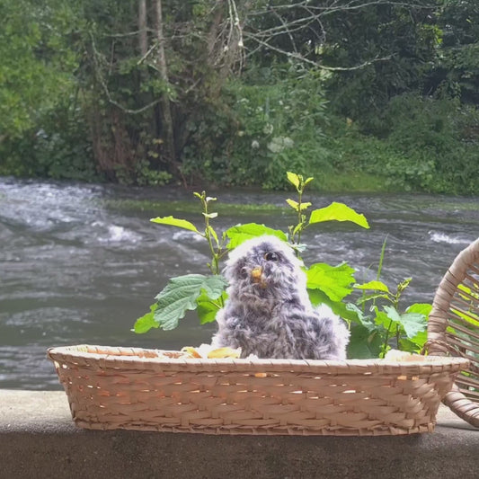 Bébé Hibou ( Pouic )