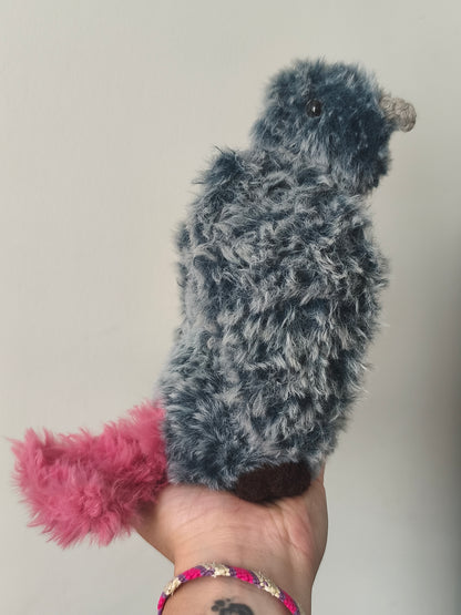 🐦 Gris du Gabon, Coco