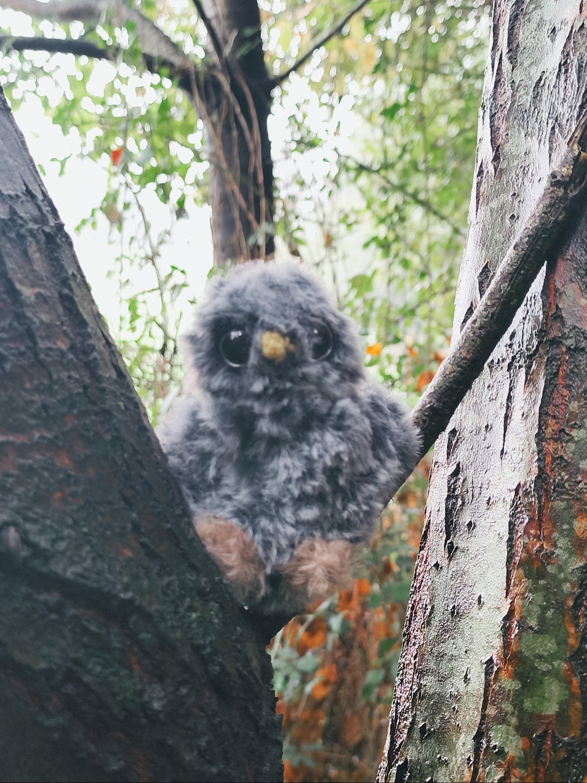🦉 Yéti