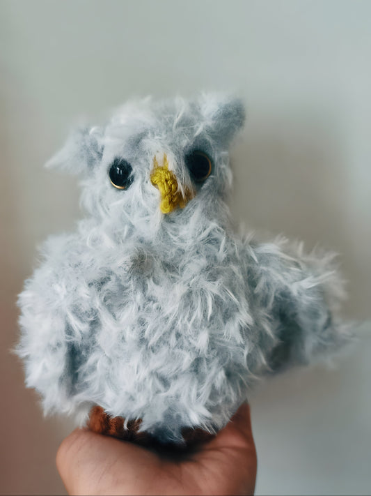 🦉Jeune hibou, young owl, Haafingar
