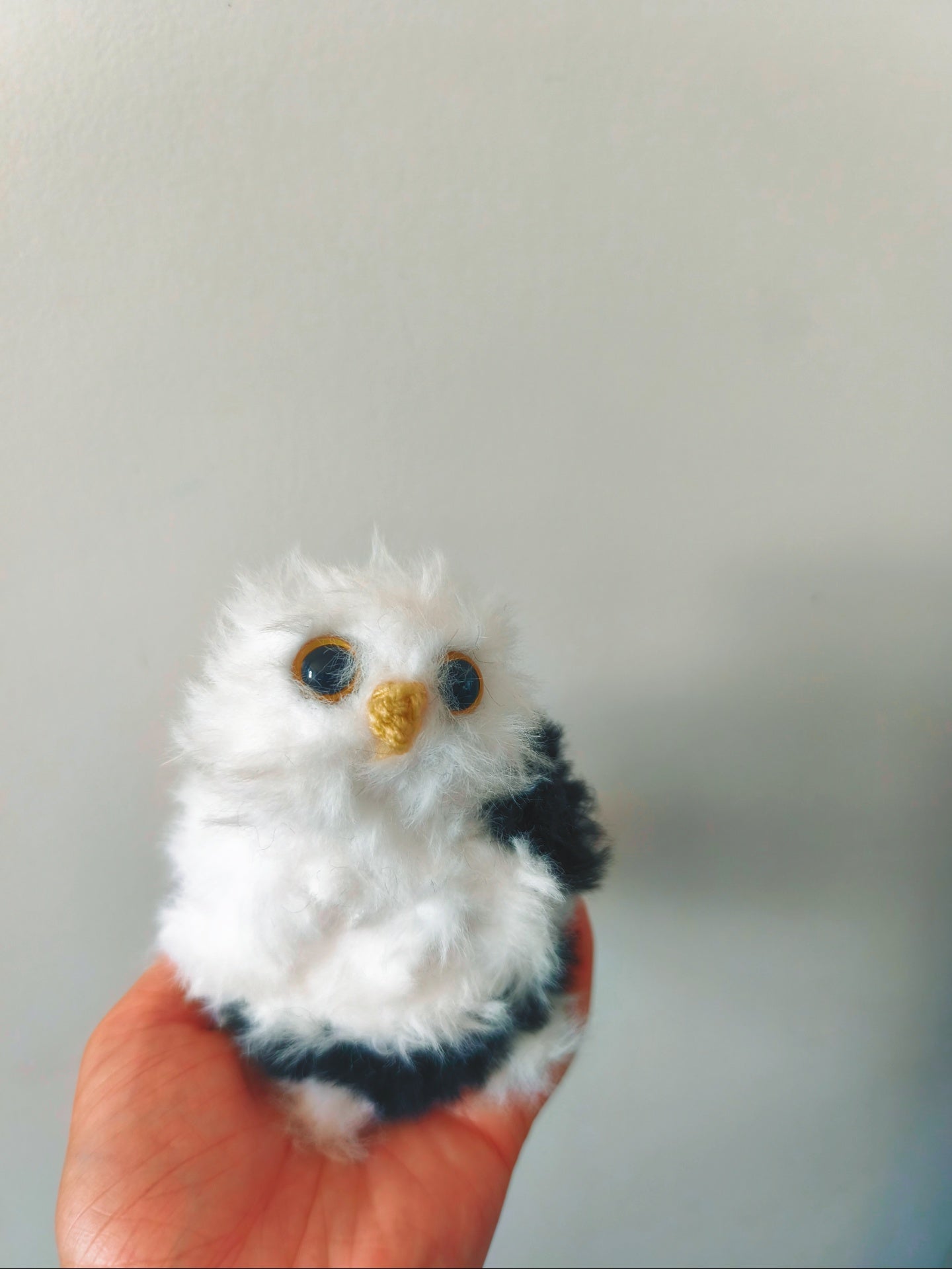 🦉Orville