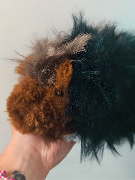 🥕 Cochon d'Inde,guinea pig, Roxy