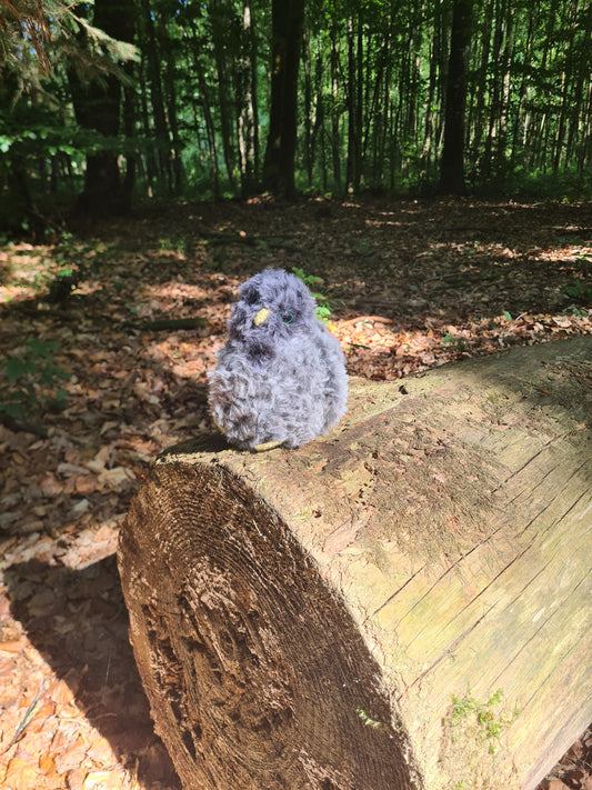 Bébé Hibou ( Rocky )