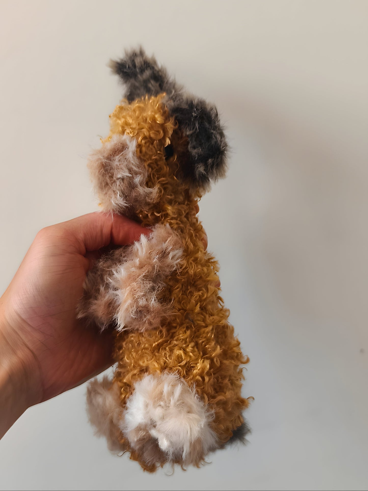 🐇 Petit lapin, small rabbit, Sam