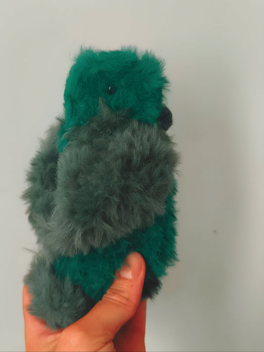 🐦 Perruche, budgie, Chewy