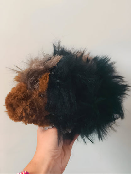 🥕 Cochon d'Inde,guinea pig, Roxy