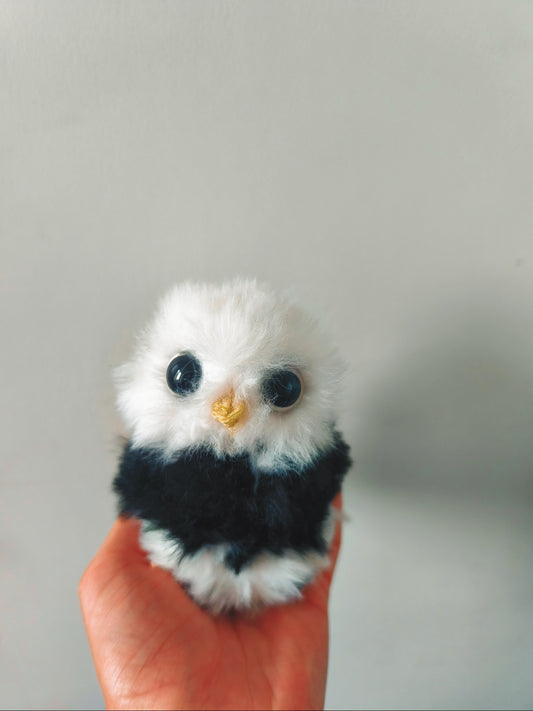 🦉 Pétunia