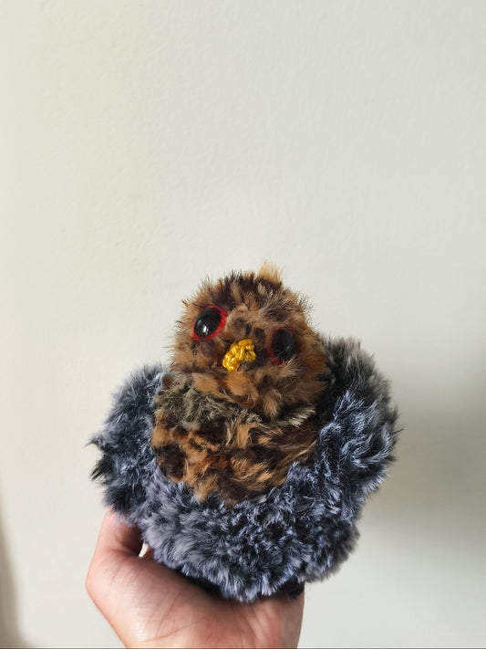 🦉Gus